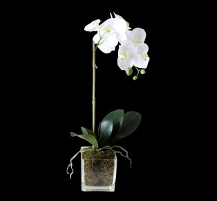 Lunar New Year Orchid Set Elegant Home Decor